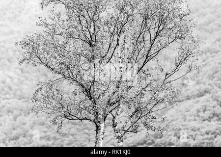 Dettaglio della struttura ad albero singolo, bosco in background, Flam, Norvegia, Europa, immagine in bianco e nero Foto Stock