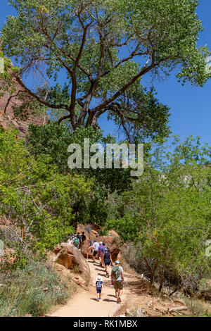 Walkers sul pool di smeraldo sentiero accanto al fiume vergine vicino a Sion Lodge, Parco Nazionale Zion, Utah, Stati Uniti. Foto Stock