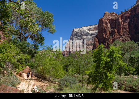 Walkers sul pool di smeraldo sentiero accanto al fiume vergine vicino a Sion Lodge, Parco Nazionale Zion, Utah, Stati Uniti. Foto Stock