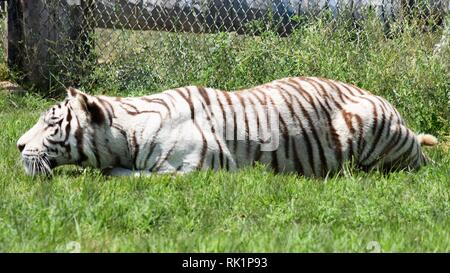 La tigre bianca nella sua maestosa bellezza Foto Stock
