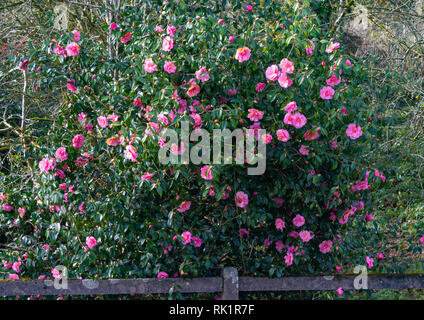 Camellia x williamsii donazione arbusto o bush in piena fioritura di fiori di colore rosa Foto Stock