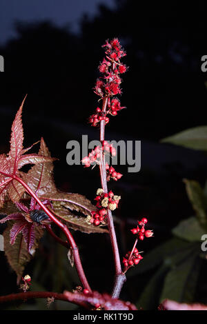 Olio di ricino pianta con rosso frutti coccolone su uno sfondo scuro. Castor Stati impianto, Ricinus communis, erbaceo, arbusto velenoso, tossici seme spinoso, vedere Foto Stock