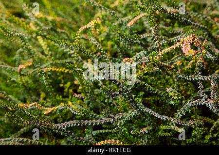 Calluna vulgaris (noto come heather, ling, o semplicemente erica). La diversità di piante in vaso della città. Heather di varie specie. colorato erica Foto Stock
