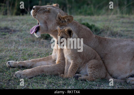 Leonessa adulti sbadigli con giovani cub Panthera leo, Masai Mara riserva nazionale, Kenya Foto Stock