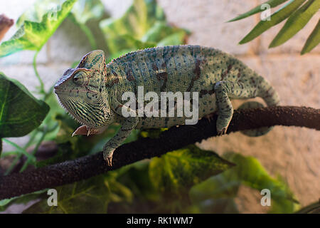 Chameleon camminando su un ramo nel terrarium Foto Stock