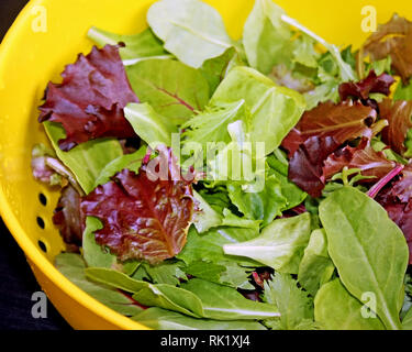 Sana molla organico mescolare le foglie di lattuga dopo il risciacquo in scolapasta Foto Stock