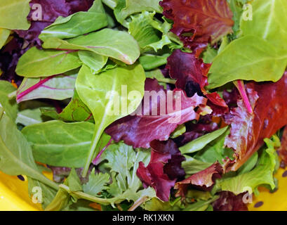 Sana molla organico mescolare le foglie di lattuga dopo il risciacquo in scolapasta Foto Stock