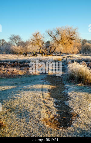 Caduto Willow Tree Bushy Park Hampton Inn London Inghilterra England Foto Stock