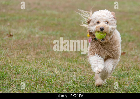 Mini di razza golden doodle in esecuzione sul prestito con una palla da tennis in bocca. Foto Stock