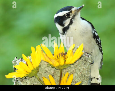 Un Picchio lanuginosa pausa tra i fiori. Foto Stock