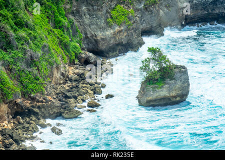 Un albero che cresce sulla caduta di una roccia calcarea in mare presso la base di scogliere Uluwatu Bali Indonesia. Foto Stock