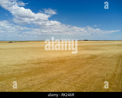 Antenna di orizzonte infinito di orzo grano campi di cereali appena prima della raccolta sulla penisola di Eyre South Australia Foto Stock