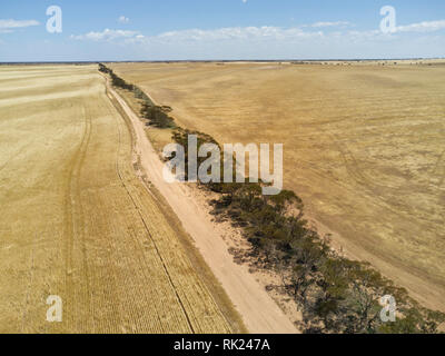 Antenna di orzo campi appena prima della raccolta sulla penisola di Eyre South Australia Foto Stock