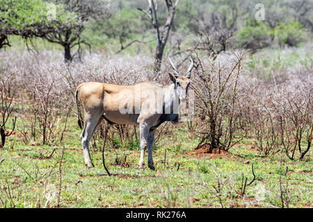 Un Eland bull in piedi nel sud della savana africana Foto Stock