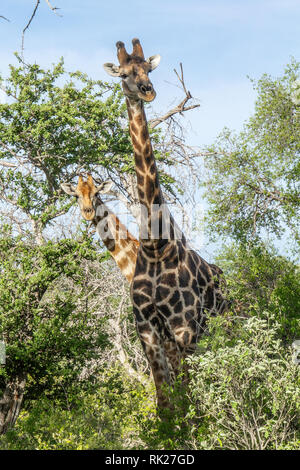 Due angolani namibiana o le giraffe - Giraffa camelopardalis - con il ragazzo del peering fuori da dietro il maschio, vicino a Klein Namutoni in Etosha. Foto Stock