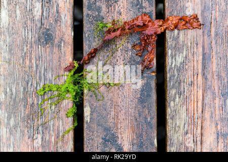 Erbacce crescita attraverso la vecchia staccionata in legno, full frame, close up Foto Stock