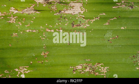 Danni agli spodopteri di banana sulla foglia Foto Stock