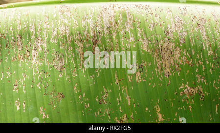 Danni agli spodopteri di banana sulla foglia Foto Stock