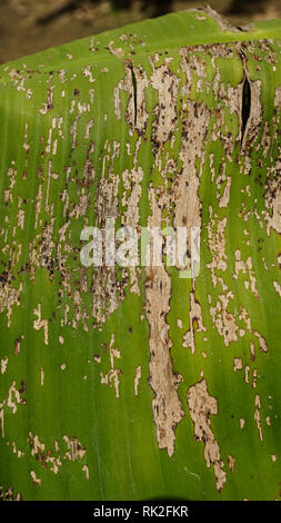 Danni agli spodopteri di banana sulla foglia Foto Stock