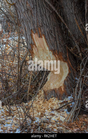 Tronco di Cottonwood gravemente masticato da Beaver Nord America, mostrando trucioli di legno a terra. Castle Rock Colorado Stati Uniti. Foto scattata a dicembre. Foto Stock