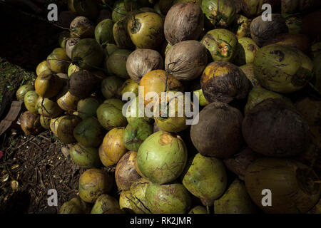 Raccolti freschi Noci di cocco impilati in una pila in Catbalogan, Samar - Filippine Foto Stock