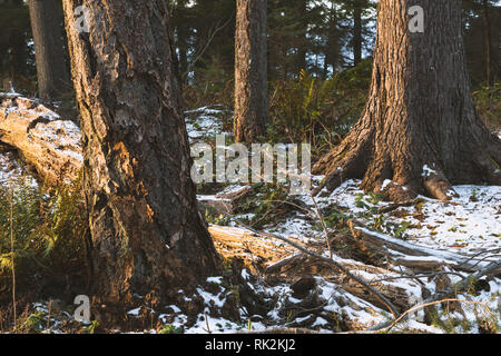 Paesaggi mozzafiato e paesaggi marini del Pacifico Nord Ovest dell isola di Bowen BC Canada vicino a Vancouver City Centre, arte della fotografia. Foto Stock