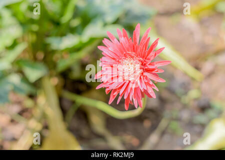 Un Barberton daisy gerbera in presenza di luce solare. Noto come Transvaal daisy o Barbertonse madeliefie, Gerbera jamesonii è una specie di pianta flowering trovati Sou Foto Stock