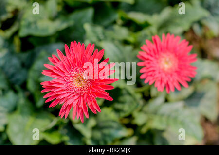 Due Barberton daisy gerbera con foglie in background. Transvaal noto daisy o Barbertonse madeliefie, Gerbera jamesonii è una specie di fioritura pl Foto Stock