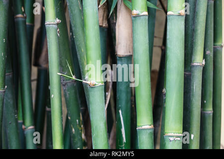 Primo piano dei culmi di bambù verde cresce in rettilineo modello verticale Foto Stock