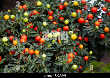 Inverno pianta di ciliegio o di Gerusalemme cherry (Solanum Pseudocapsicum), piante ornamentali per Natale. Solanum pseudocapsicum bacche, closeup. Nightshade Foto Stock