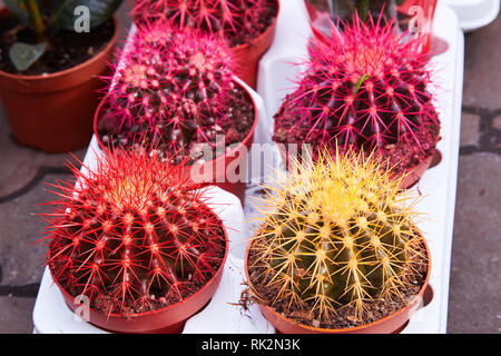 Echinocactus grusonii rainbow in vasi, pianta di casa, succulenti. Golden Barrel Cactus, Echinocactus Grusonii impianto noto anche come palla dorata Foto Stock