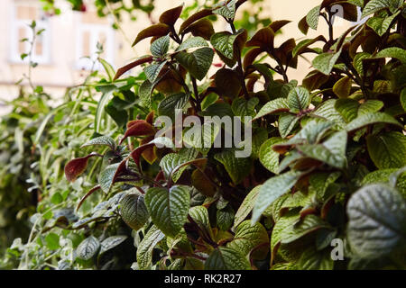 Casa di piante in vaso all'esterno. Collezione di vasi di piante con background urbano Foto Stock