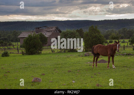 Ejido Colonia Pacheco, MPO. Casas Grandes, Chihuahua, Messico Foto Stock