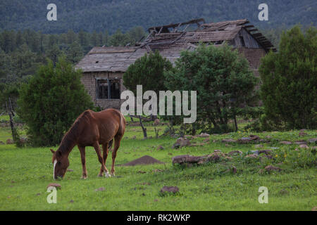 Ejido Colonia Pacheco, MPO. Casas Grandes, Chihuahua, Messico Foto Stock