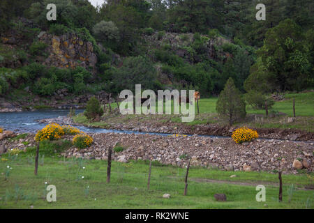 Ejido Colonia Pacheco, MPO. Casas Grandes, Chihuahua, Messico Foto Stock