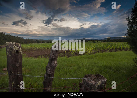 Ejido Colonia Pacheco, MPO. Casas Grandes, Chihuahua, Messico Foto Stock