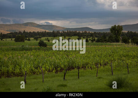 Ejido Colonia Pacheco, MPO. Casas Grandes, Chihuahua, Messico Foto Stock