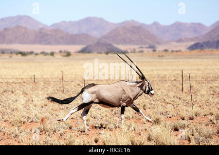 Gemsbok in esecuzione nel deserto del Namib. Orix antilopi Foto Stock