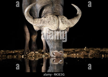 Un bufalo africano drink durante la notte nei pressi di una piscina di acqua nella savana Foto Stock