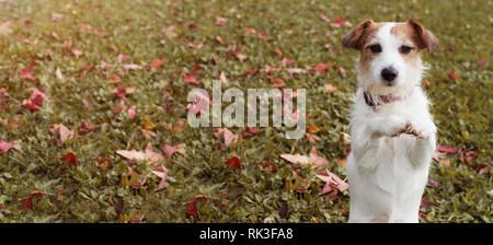 Sito web banner cane d'autunno. JACK RUSSELL cucciolo in piedi su due zampe posteriori e di accattonaggio sul gesto orante con le sue zampe anteriori su foglie di autunno erba. Foto Stock