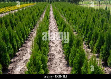 Giovani thuja occidentalis nel centro giardino. Vivaio in Bulgaria. Foto Stock