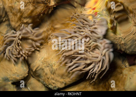 Un snakelocks anemone, Anemonia viridis, fotografato in un rockpool e parzialmente distorta da increspature sulla superficie. Il snakelocks anemone è più c Foto Stock