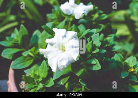 Un fiore di Datura impianto derivato dalla parola indù 'Dhatura'. Essi sono anche chiamati moonflowers, jimsonweed, devil's erbaccia, le campane dell'inferno, thorn-apple. Th Foto Stock