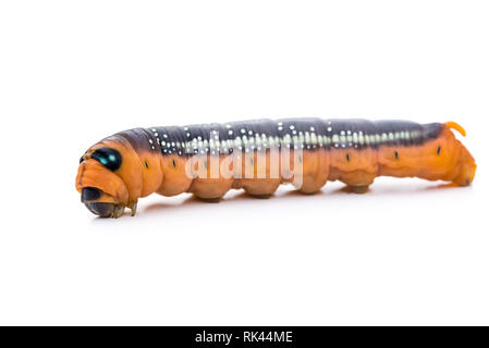 Caterpillar appena prima pupating. Daphnis nerii o oleandro hawk-moth Foto Stock