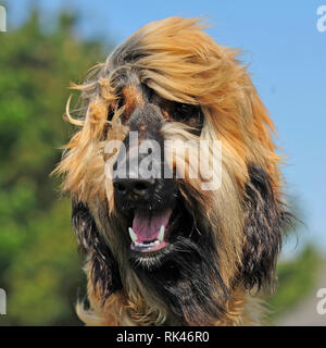 Afghan hound Foto Stock