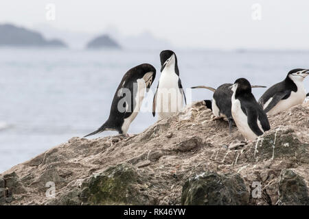 Pinguini Chinstrap gruppo di adulti chiamando e visualizzazione nella colonia di allevamento, Antartide Foto Stock