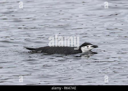 Pinguini Chinstrap singolo adulto nuotare sulla superficie dell'acqua, l'antartide Foto Stock