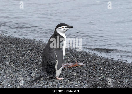 Pinguini Chinstrap adulto sulla spiaggia in Antartide Foto Stock