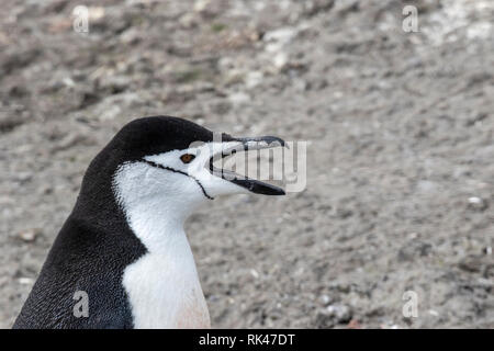 Pinguini Chinstrap adulto chiamando sulla spiaggia in Antartide Foto Stock