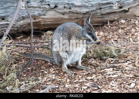 Tammar wallaby, Macropus eugenii, a Werribee Open Plains Zoo. Foto Stock